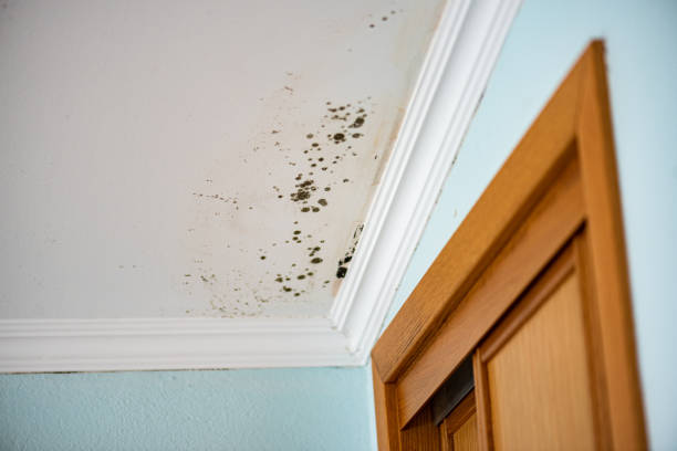  Lemoore Station, CA Mold Removal Pros