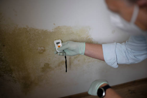 Best Toxic Mold Removal  in Lemoore Station, CA