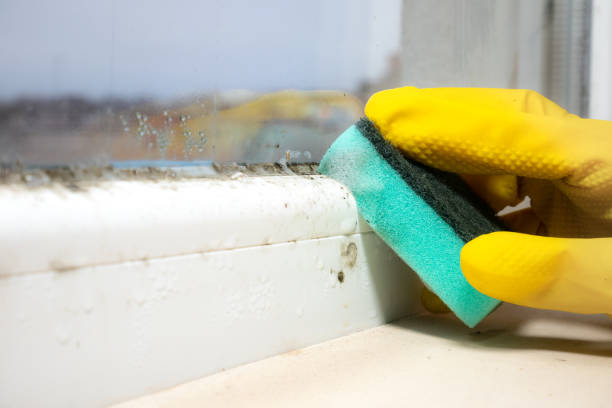 Best Mold Removal Near Me  in Lemoore Station, CA