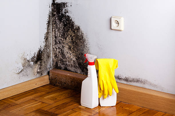 Best Black Mold Removal  in Lemoore Station, CA