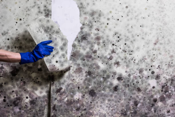 Best Attic Mold Removal  in Lemoore Station, CA