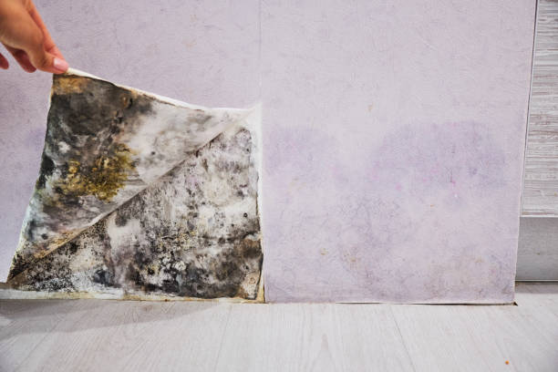 Best Mold Damage Repair  in Lemoore Station, CA